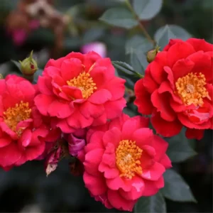 Red Rose Bush Plant Live Shrub, Fragrant Rose Bushes Plant Live, Rose for Planting, Starter Size, 4 to 10 Inc Tall