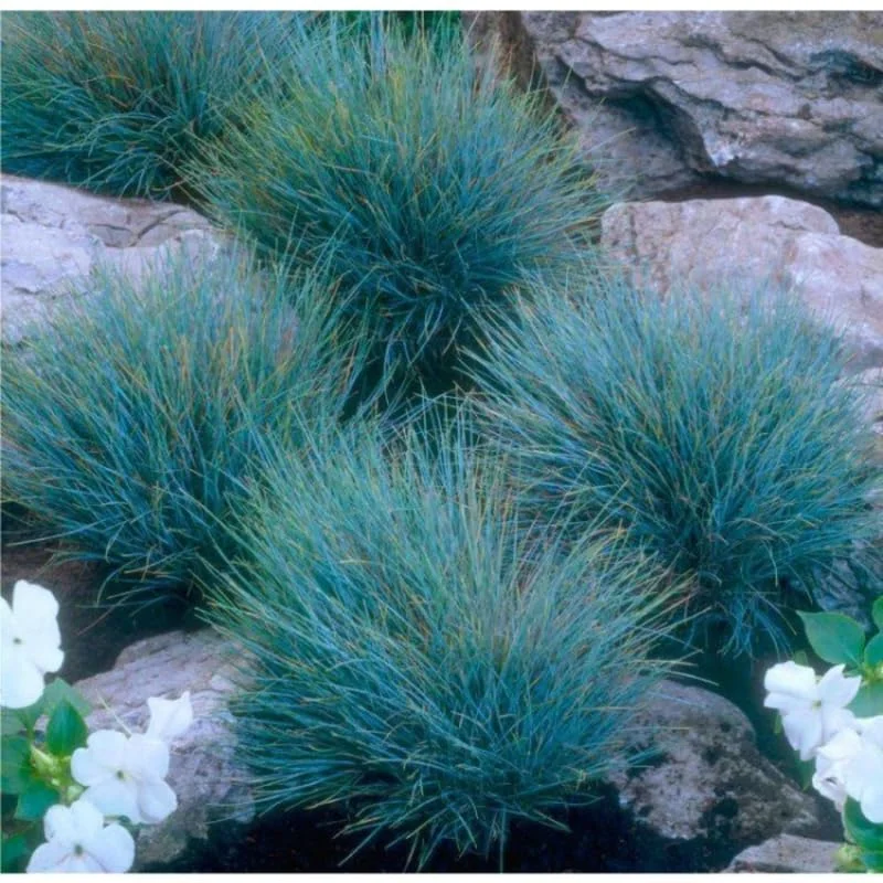 Set 2 Blue Fescue Ornamental Grass Live Plants, Blue Fescue Plant, Miscanthus Grass Plant 6 to 8 Inches Include Pot