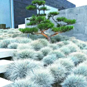 Set 2 Blue Fescue Ornamental Grass Live Plants, Blue Fescue Plant, Miscanthus Grass Plant 6 to 8 Inches Include Pot