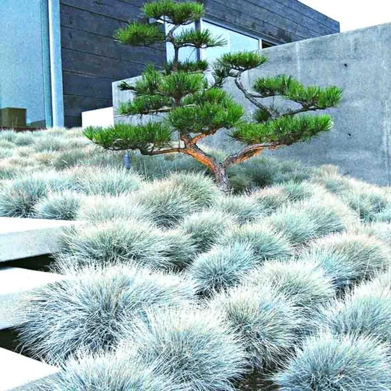 Set 2 Blue Fescue Ornamental Grass Live Plants, Blue Fescue Plant, Miscanthus Grass Plant 6 to 8 Inches Include Pot