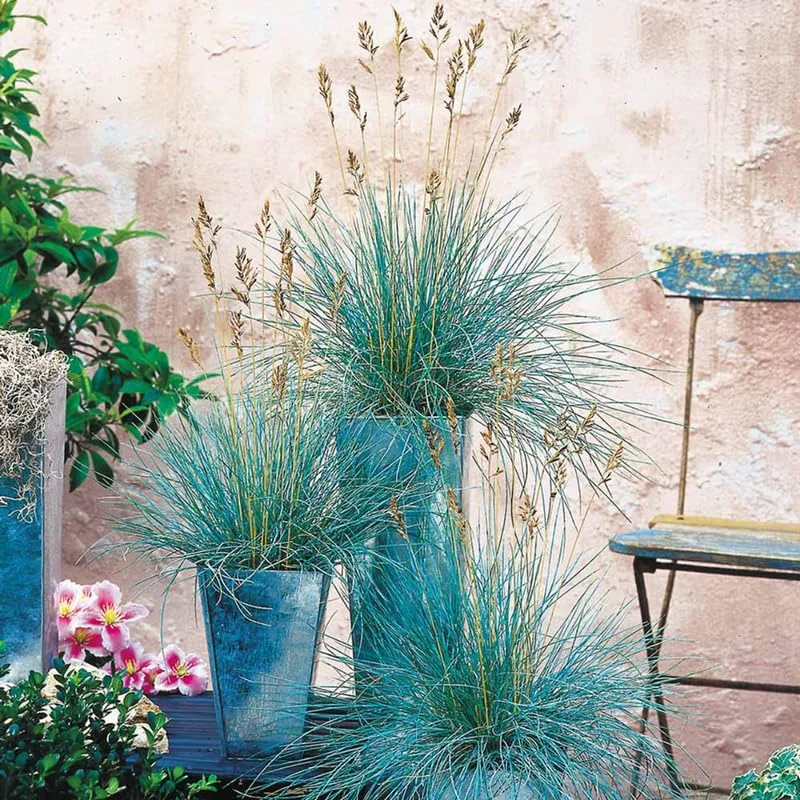 Set 2 Blue Fescue Ornamental Grass Live Plants, Blue Fescue Plant, Miscanthus Grass Plant 6 to 8 Inches Include Pot