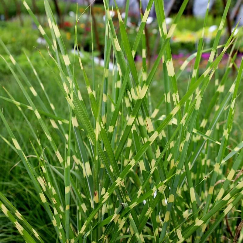 Miscanthus Grass, Gold Yellow Maiden Grass Perennial Miscanthus Live Grass Plants In 2.5" Pot
