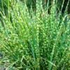 Miscanthus Grass, Gold Yellow Maiden Grass Perennial Miscanthus Live Grass Plants In 2.5" Pot