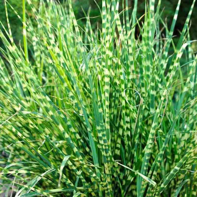 Miscanthus Grass, Gold Yellow Maiden Grass Perennial Miscanthus Live Grass Plants In 2.5" Pot