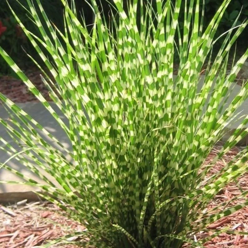 Miscanthus Grass, Gold Yellow Maiden Grass Perennial Miscanthus Live Grass Plants In 2.5" Pot