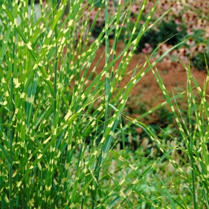Miscanthus Grass, Gold Yellow Maiden Grass Perennial Miscanthus Live Grass Plants In 2.5" Pot