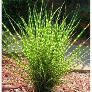 Miscanthus Grass, Gold Yellow Maiden Grass Perennial Miscanthus Live Grass Plants In 2.5