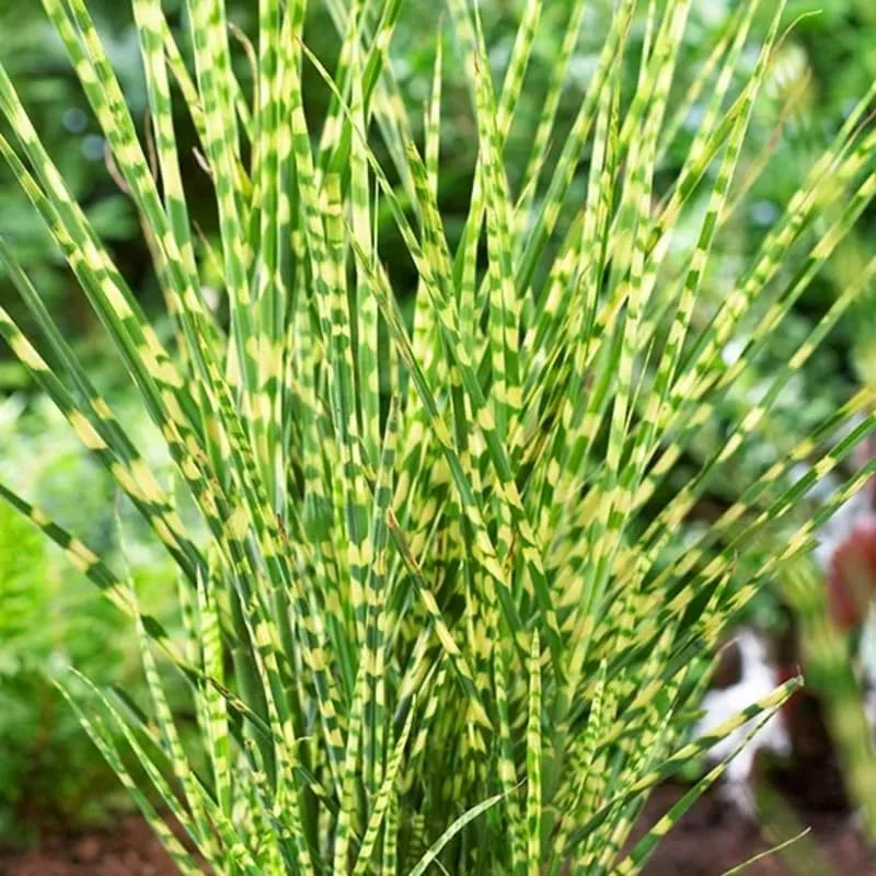 Miscanthus Grass Plant, Gold Yellow Maiden Grass Perennial Miscanthus - 2.5" Pot