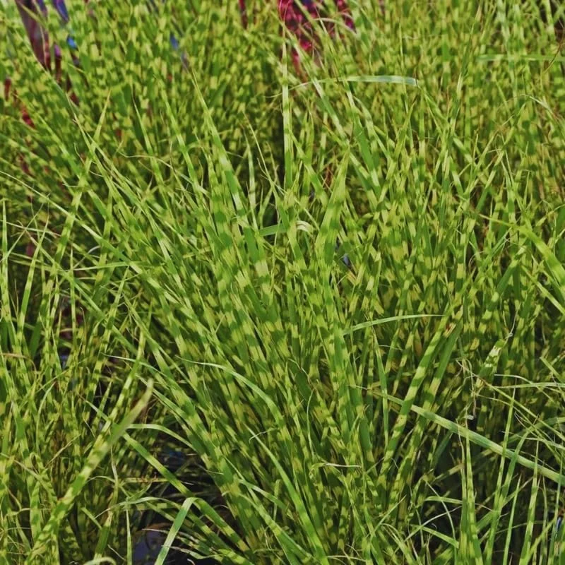 Miscanthus Grass Plant, Gold Yellow Maiden Grass Perennial Miscanthus - 2.5" Pot