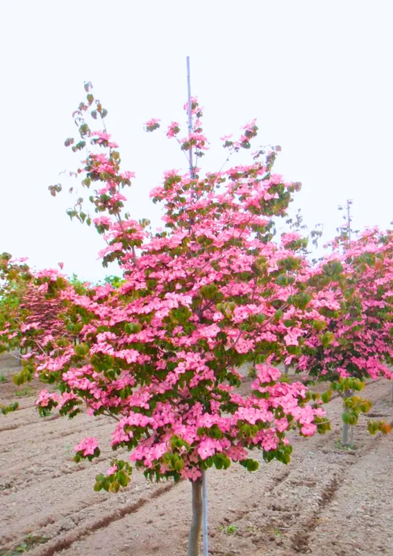 Pink Dogwood Tree Live Plant in Quart Pot, Well Rooted Pink Flowering Dogwood Tree Plant Live, 6 to 14 Inc Tall for Planting