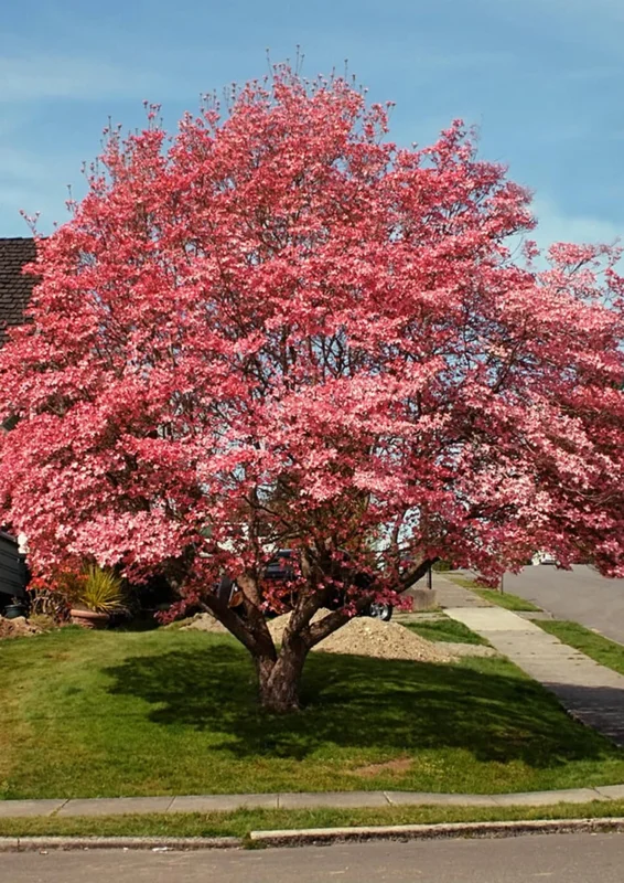 Pink Dogwood Tree Live Plant in Quart Pot, Well Rooted Pink Flowering Dogwood Tree Plant Live, 6 to 14 Inc Tall for Planting