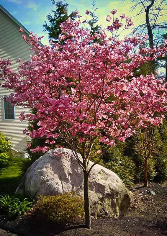 Pink Dogwood Tree Live Plant in Quart Pot, Well Rooted Pink Flowering Dogwood Tree Plant Live, 6 to 14 Inc Tall for Planting