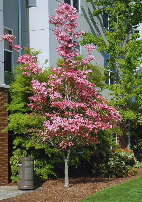Pink Dogwood Tree Live Plant in Quart Pot, Well Rooted Pink Flowering Dogwood Tree Plant Live, 6 to 14 Inc Tall for Planting