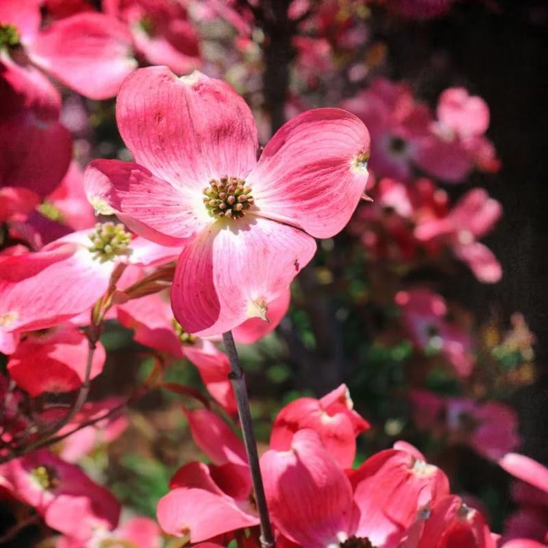 Pink Dogwood Tree Live Plant in Quart Pot, Well Rooted Pink Flowering Dogwood Tree Plant Live, 6 to 14 Inc Tall for Planting