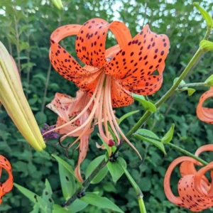 5 Turk Cap Lily Bulbs for Planting, Orange Flower