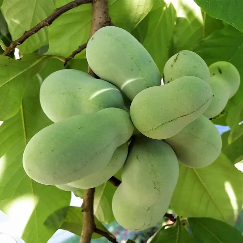 Live Pawpaw Tree, Paw Paw Plant, Indian Banana in Pot, 5 to 7 Inc Tall