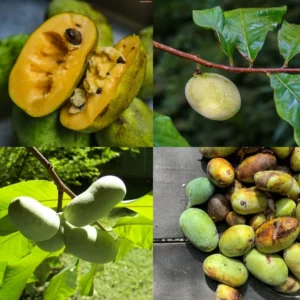 Live Pawpaw Tree, Paw Paw Plant, Indian Banana in Pot, 5 to 7 Inc Tall