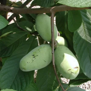 2 Pawpaw Trees, Paw Paw Plants, Indian Banana Paw Paw for Planting, 5-6" Tall in Pot