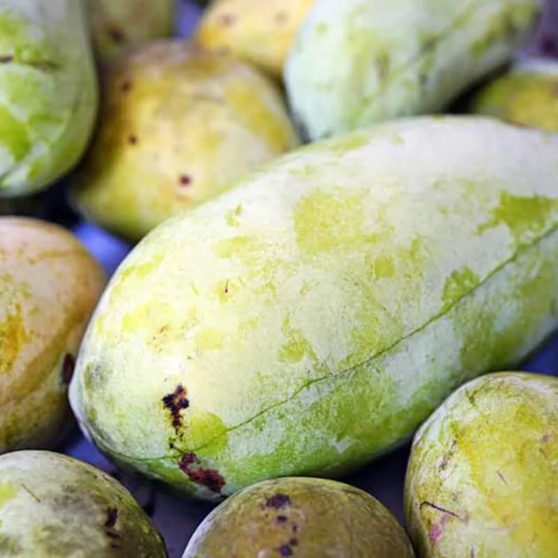 Live Pawpaw Tree, Paw Paw Plant, Indian Banana in Pot, 5 to 7 Inc Tall