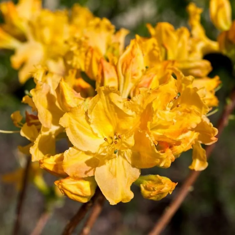 Yellow Azalea Rhododendron Plant Live Shrubs Bushes Flowers in 4" Pot, Very Hardy, Golden Color