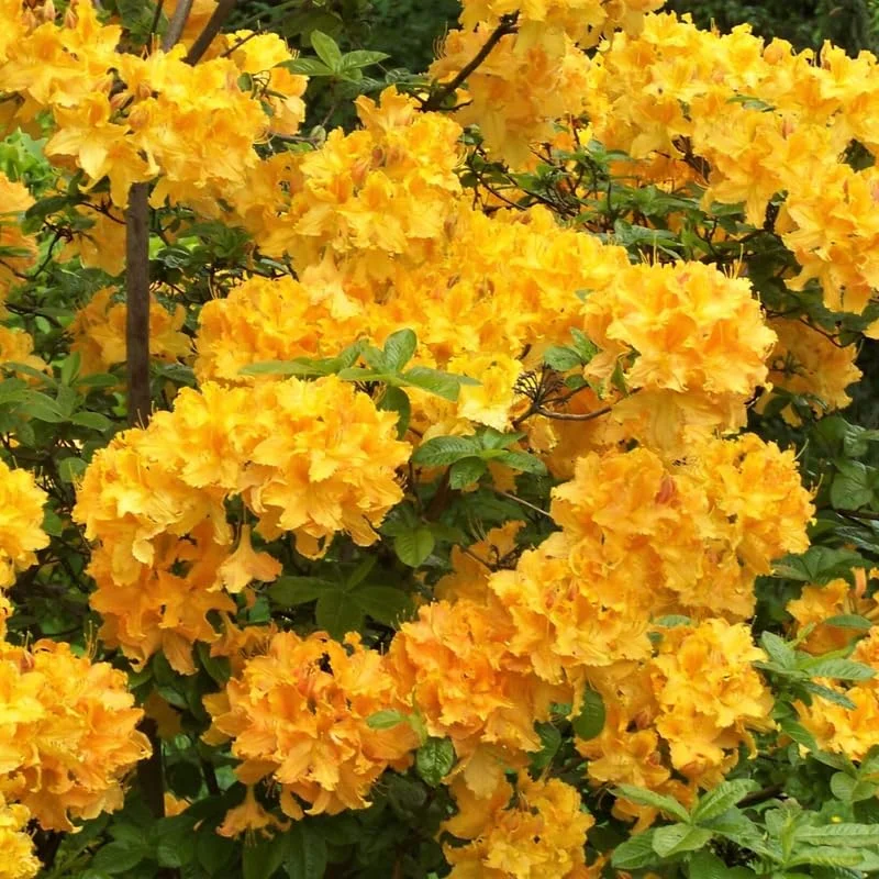 Yellow Azalea Rhododendron Plant Live Shrubs Bushes Flowers in 4" Pot, Very Hardy, Golden Color