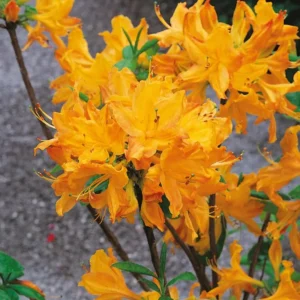 Yellow Azalea Rhododendron Plant Live Shrubs Bushes Flowers in 4