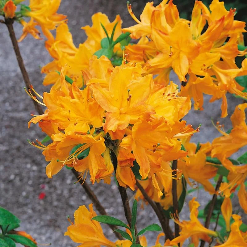 Yellow Azalea Rhododendron Plant Live Shrubs Bushes Flowers in 4" Pot, Very Hardy, Golden Color