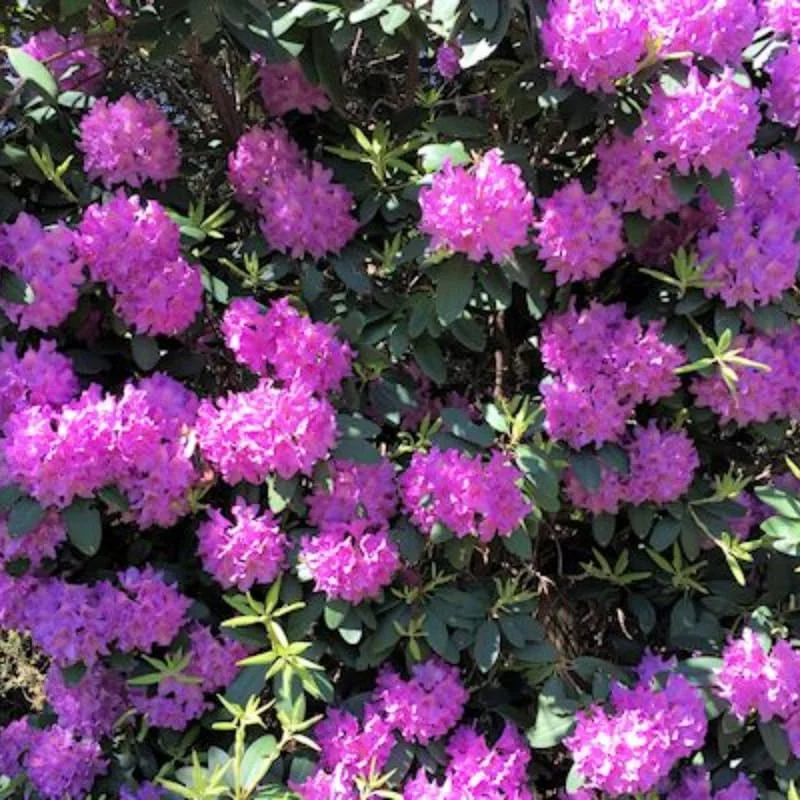 Purple Rhododendron Flowers Dwarf Shrubs Bushes in Quart Pot