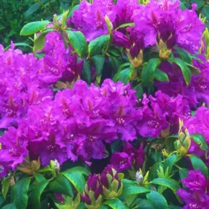 Purple Rhododendron Flowers Dwarf Shrubs Bushes in Quart Pot