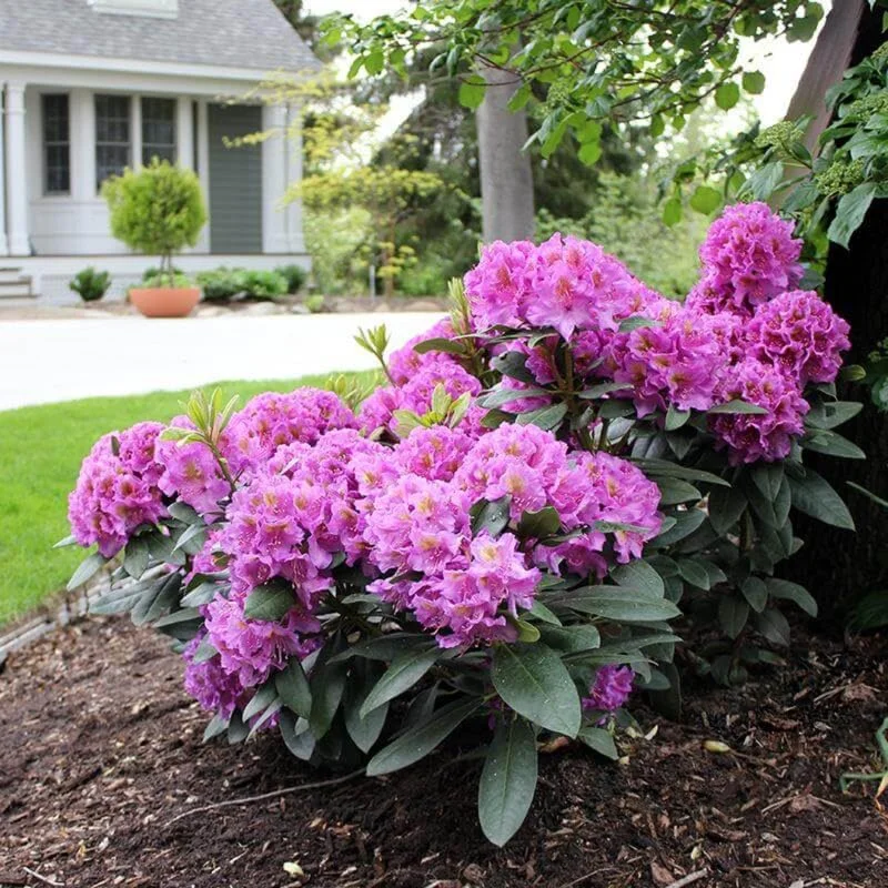 Purple Rhododendron Flowers Dwarf Shrubs Bushes in Quart Pot