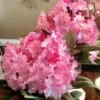 Pink Rhododendron Flowers Plants Live Bush in Quart Pot