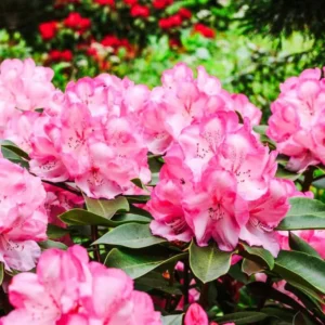 Pink Rhododendron Flowers Plants Live Bush in Quart Pot