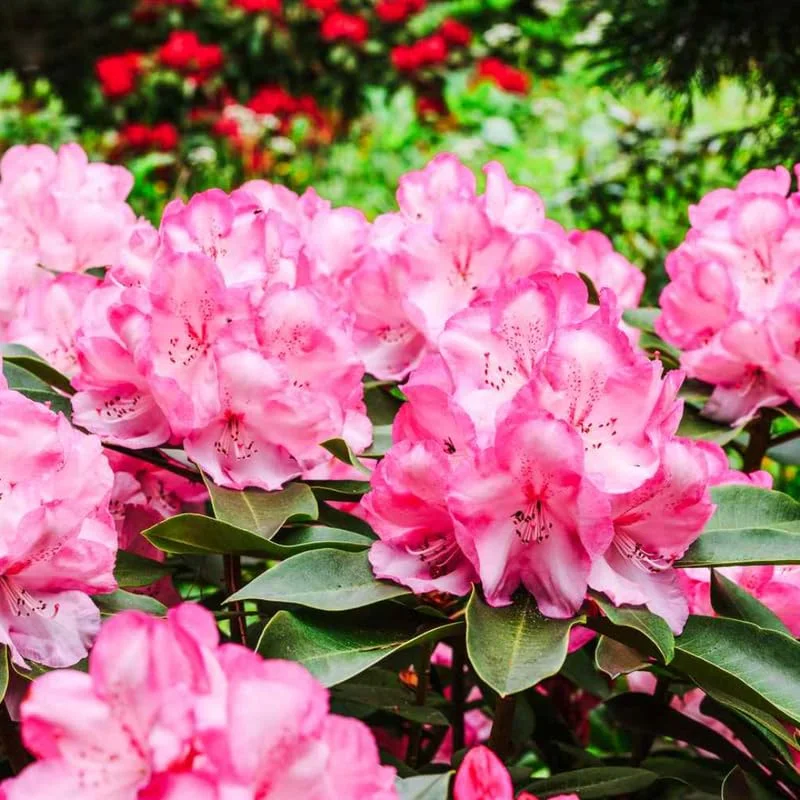 Pink Rhododendron Flowers Plants Live Bush in Quart Pot
