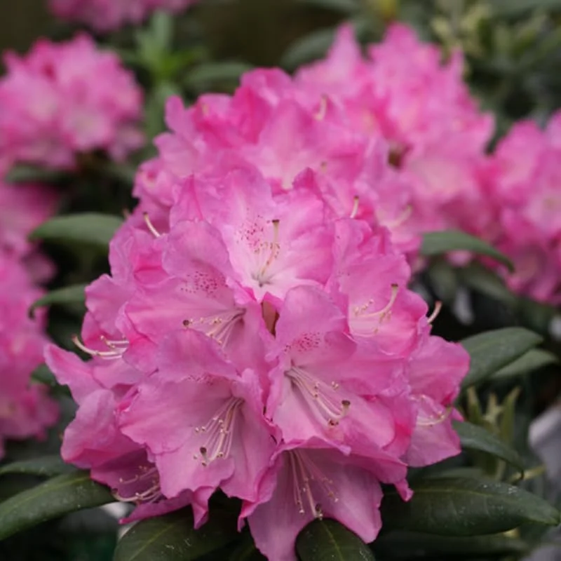 Pink Rhododendron Flowers Plants Live Bush in Quart Pot