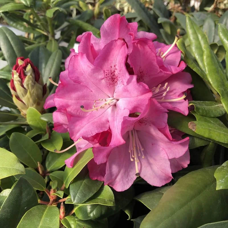 Pink Rhododendron Flowers Plants Live Bush in Quart Pot