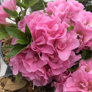 Pink Reblooming Azalea Rhododendron in 4 Inch Pot