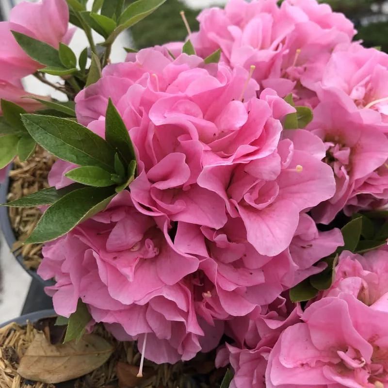 Pink Reblooming Azalea Rhododendron in 4 Inch Pot
