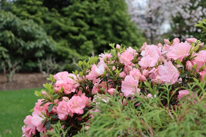 Pink Reblooming Azalea Rhododendron in 4 Inch Pot