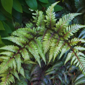 2 Live Fern Plants, 4 To 6 Inches Tall, Purple Fern Plants Live, Fern Live Plants For Growing
