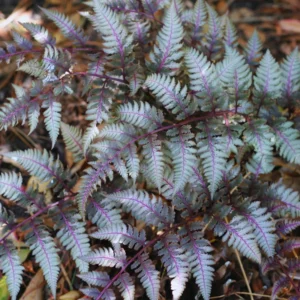 2 Live Fern Plants, 4 To 6 Inches Tall, Purple Fern Plants Live, Fern Live Plants For Growing
