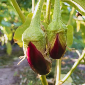 Purple Eggplant Plant Live In 4 Inches Pot, Live Eggplant Vegetable Plant