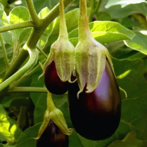 2 Live Purple Eggplant Plants Live, 4 To 6 Inches Tall, Eggplant Starter Plant Pot