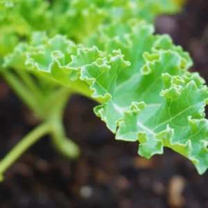 Set 2 Live Kale Plants, 4 To 7 Inches Tall, Kale Starter Plants