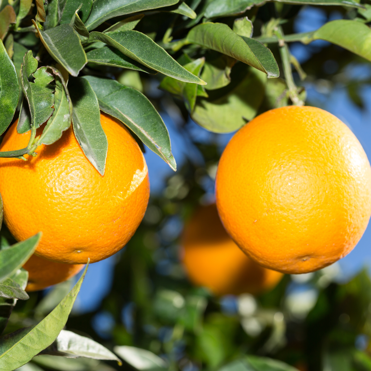 Orange Tree Live, Valencia Orange Tree 3 Feet Height, Valencia Orange Plant Live In Pot, Valencia Orange Outdoor Tree Live Plant