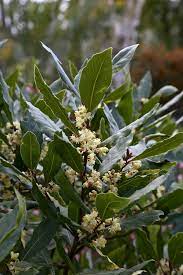 Bay Leaf Plant Live, 1-2 Feet Tall, Well-Rooted Sweet Bay Laurel Laurus Nobilis, Zones 8-11