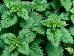 3 Stinging Common Nettle Plant, Nettle Plant Live, Herb Plant Stinging Nettle, 8 to 14 Inc Tall