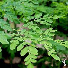 Live Moringa Tree Plant, 6 to 14 Inc in Tall, Malunggay Tree, Moringa Oliefera Plants, Horseradish Drumstick Tree for Planting