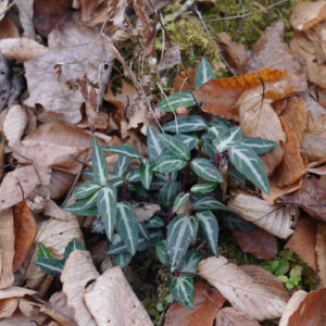 15 Striped Wintergreen Plants Live, Dark Green, Variegated Leaves, White Bloom in Summer, Bare Root Plants, Ground Cover Plant