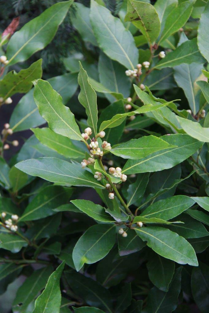 Bay Leaf Tree Live Plant, Laurus Nobilis, 1-2 Feet Tall in 6 Inc Pot, Zone 8-11