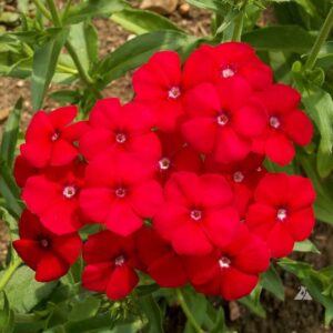 Cherry Dwarf Phlox Live Plants, Set 2 Red Phlox Plants Live in 4 Inches Pot, Summer Planting Phlox, Creeping Grow Cover